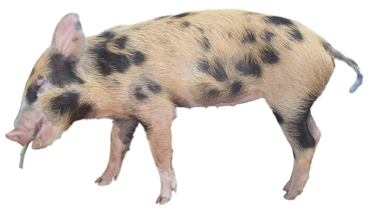 Pig2.jpg
